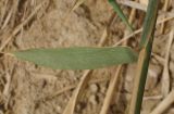 Phragmites australis