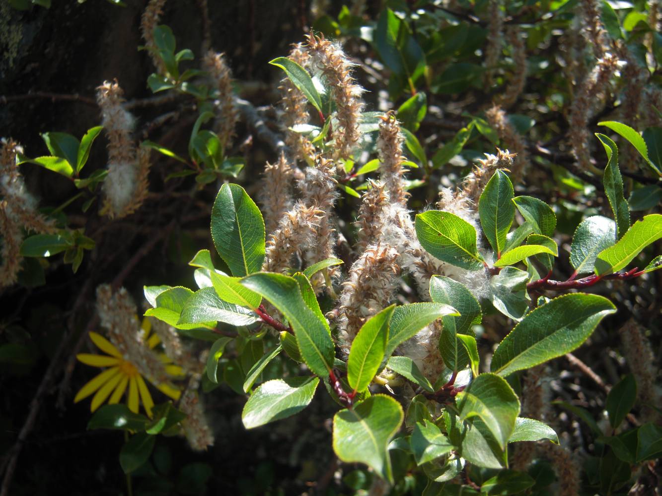 Image of Salix kazbekensis specimen.