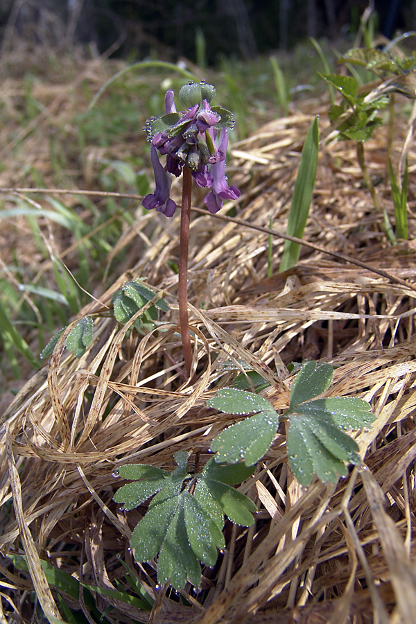 Изображение особи Corydalis solida.