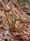 Dryopteris assimilis