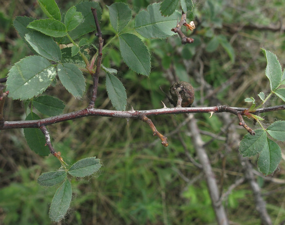 Image of Rosa podolica specimen.