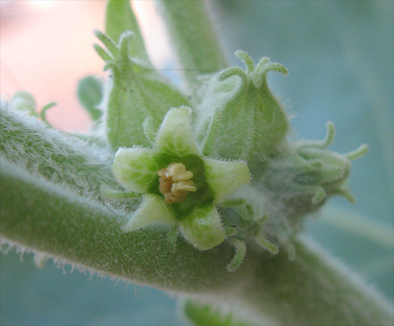 Image of Withania somnifera specimen.