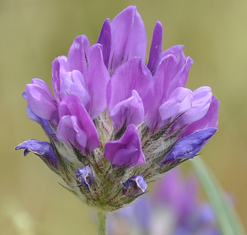 Изображение особи Psoralea bituminosa.