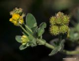 Medicago minima