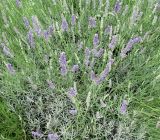 Lavandula angustifolia. Цветущие растения. Франция, Приморские Альпы, пригород г. Грас, у фабрики духов Галлимар. 21.06.2012.