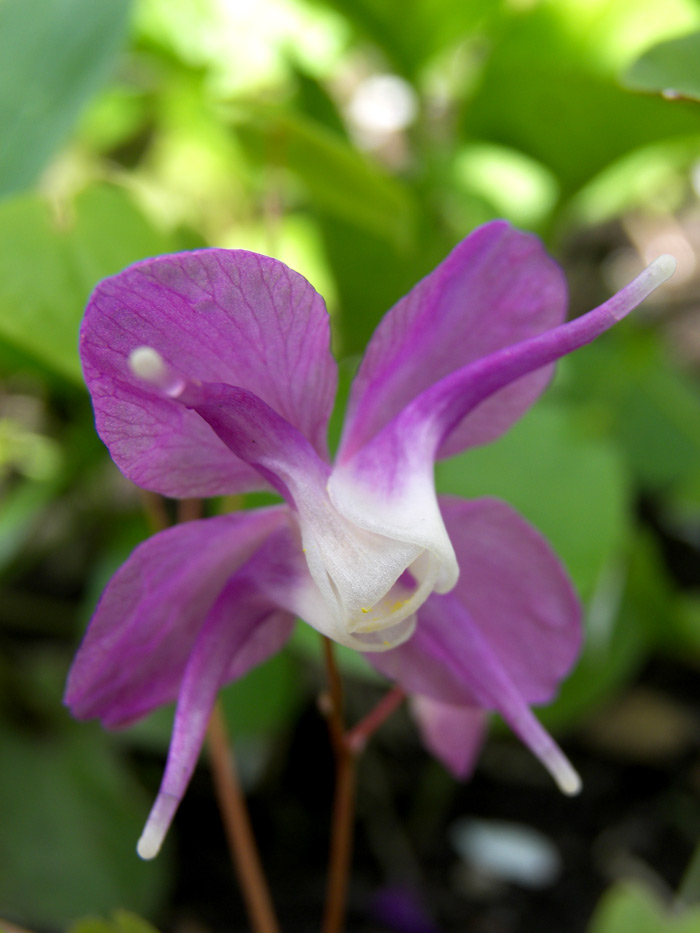 Image of Epimedium macrosepalum specimen.