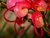 Grevillea longistyla