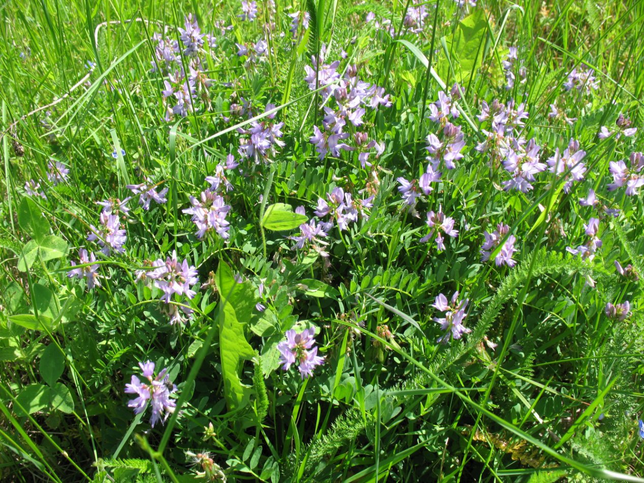 Image of Astragalus alpinus specimen.