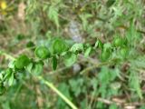 Atriplex hortensis. Часть соплодия. Украина, г. Запорожье, балка между Космическим мкрн. и Опытной станцией. 02.10.2010.