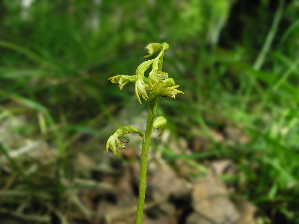 Image of Corallorhiza trifida specimen.