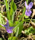 Viola hirta. Цветущее растение. Подмосковье, окр. г. Одинцово, опушка лиственного леса. Май 2013 г.