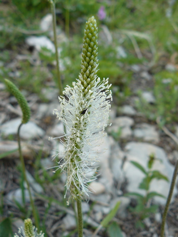 Image of Plantago media specimen.