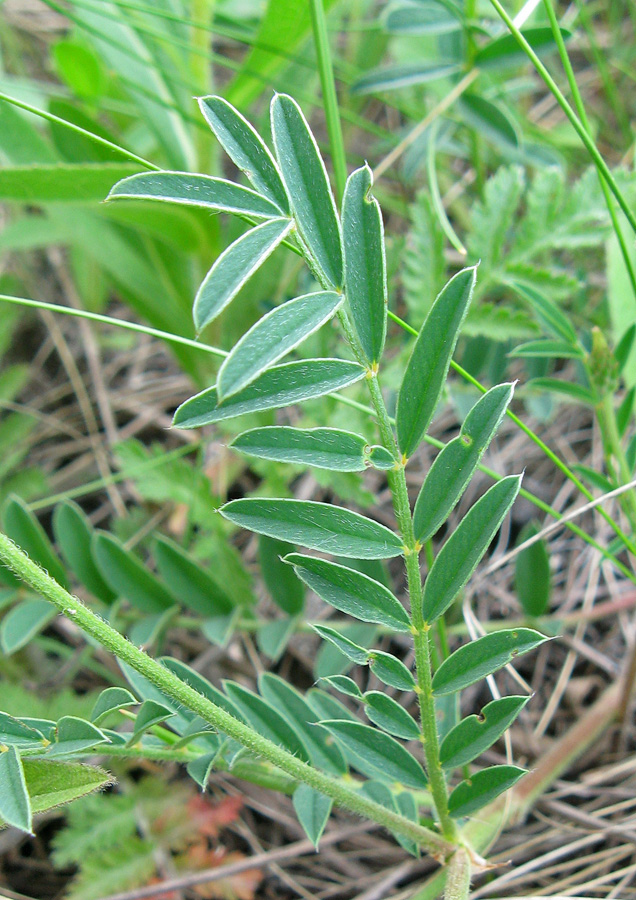 Image of Onobrychis arenaria specimen.