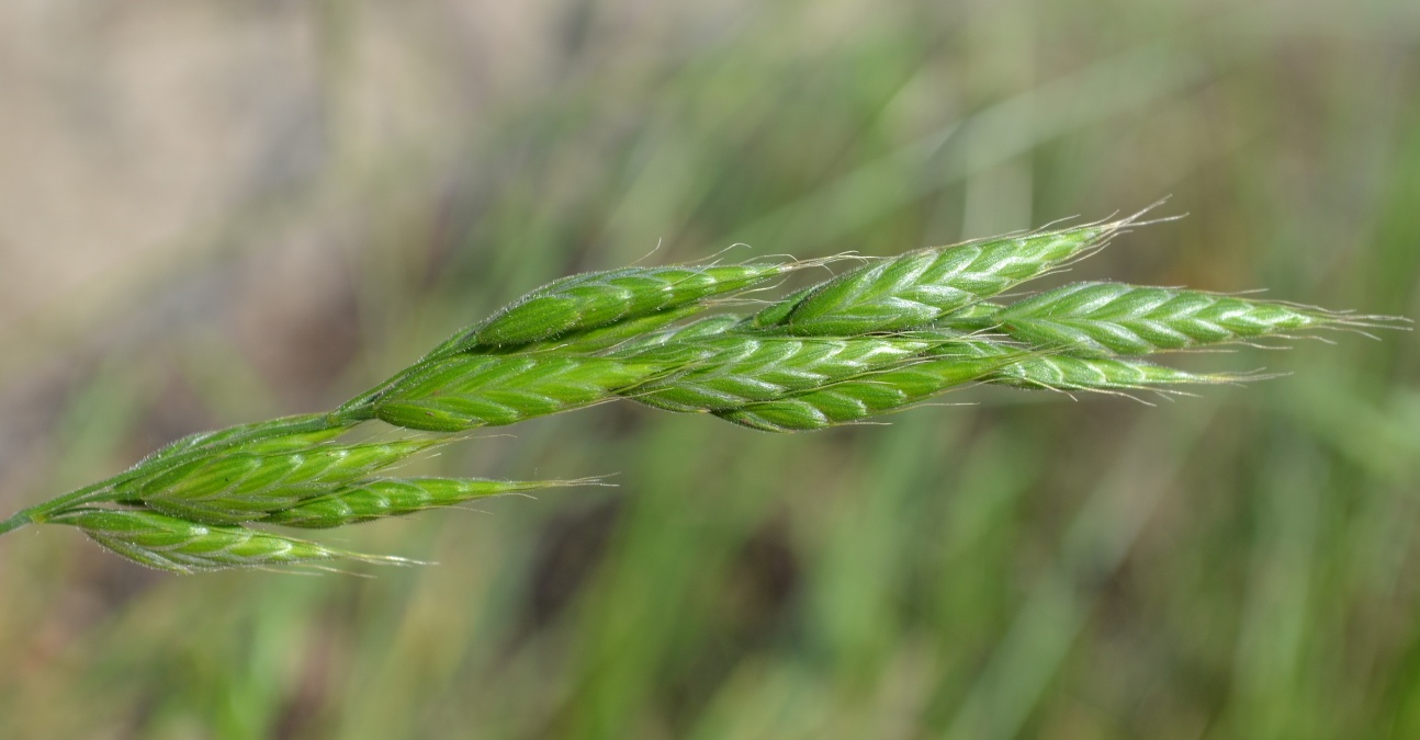 Image of Bromus hordeaceus specimen.