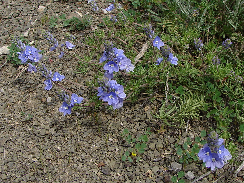 Image of Veronica capsellicarpa specimen.