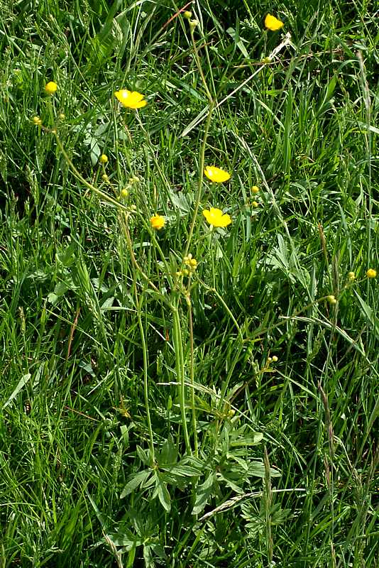 Image of Ranunculus acris specimen.