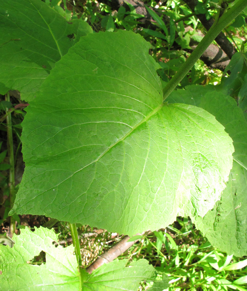 Image of Telekia speciosa specimen.