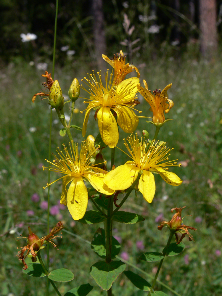 Image of Hypericum maculatum specimen.