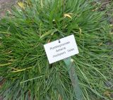 Armeria rhodopea. Прикорневые листья. Германия, г. Krefeld, Ботанический сад. 06.08.2013.