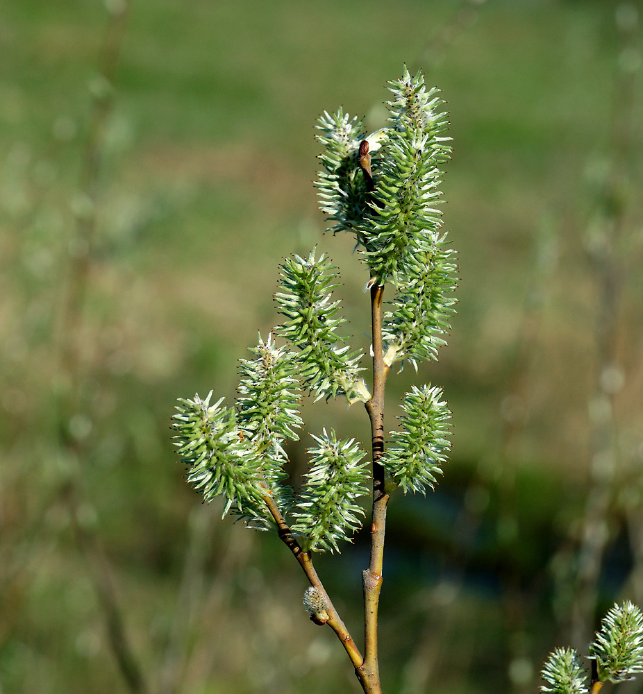 Image of Salix caprea specimen.