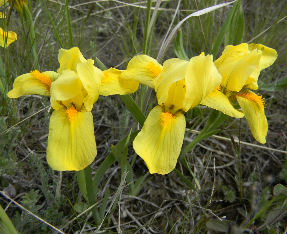 Изображение особи Iris humilis.