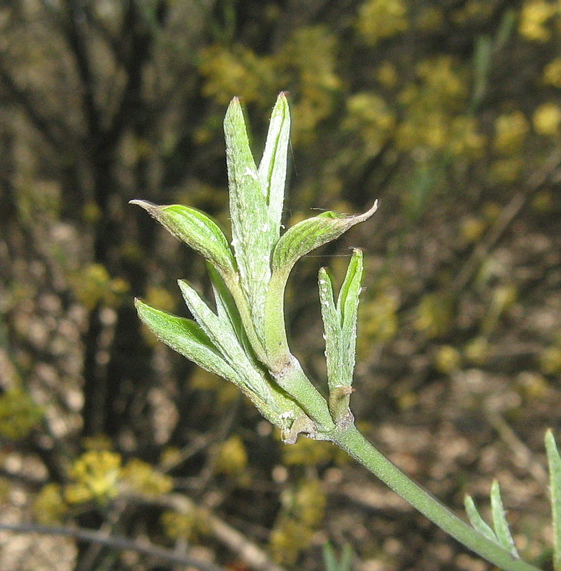 Image of Cornus mas specimen.