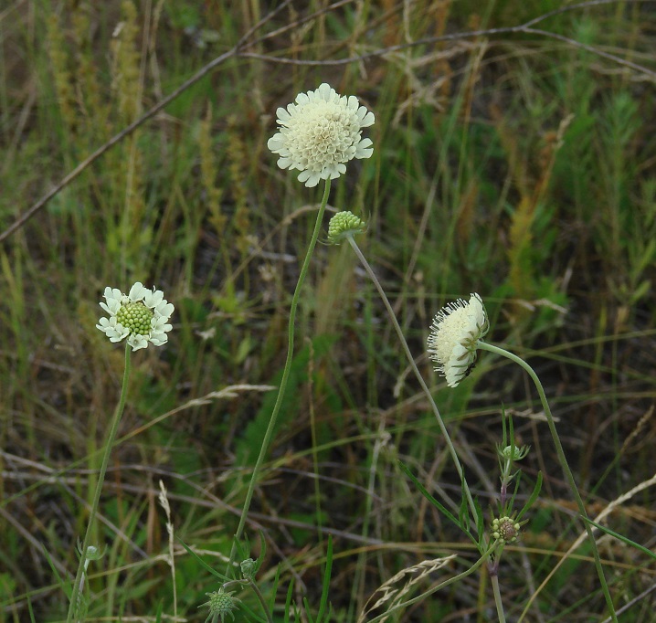 Изображение особи Scabiosa ochroleuca.