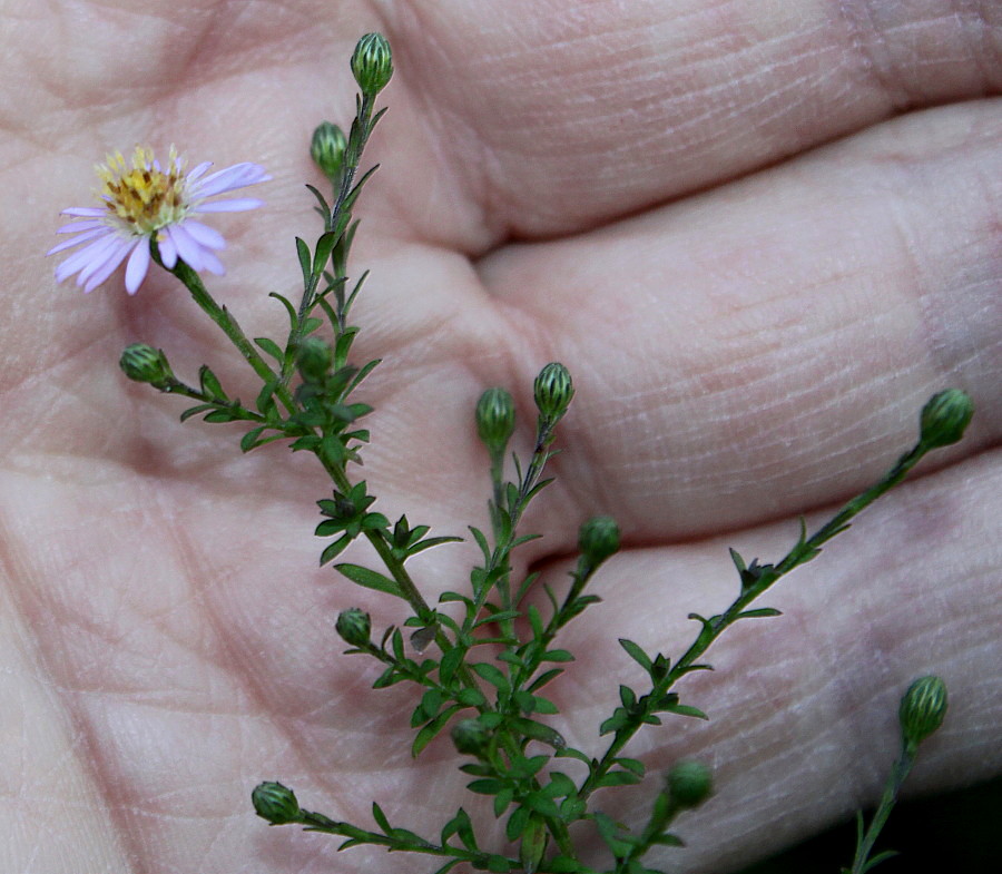 Image of Symphyotrichum &times; versicolor specimen.