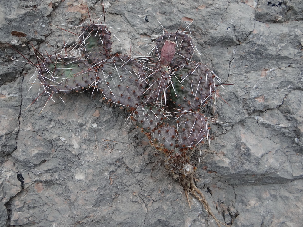 Image of Opuntia phaeacantha var. camanchica specimen.