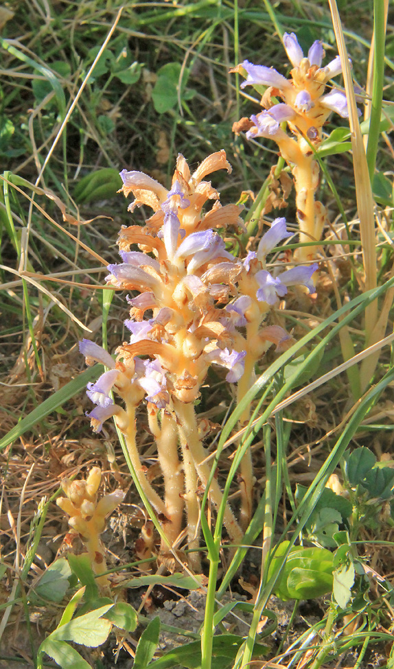 Image of Phelipanche ramosa specimen.