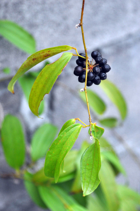 Image of Smilax lanceifolia specimen.