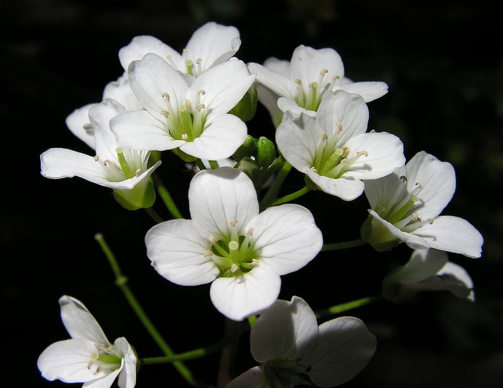 Image of Cardamine prorepens specimen.