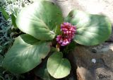 Bergenia crassifolia