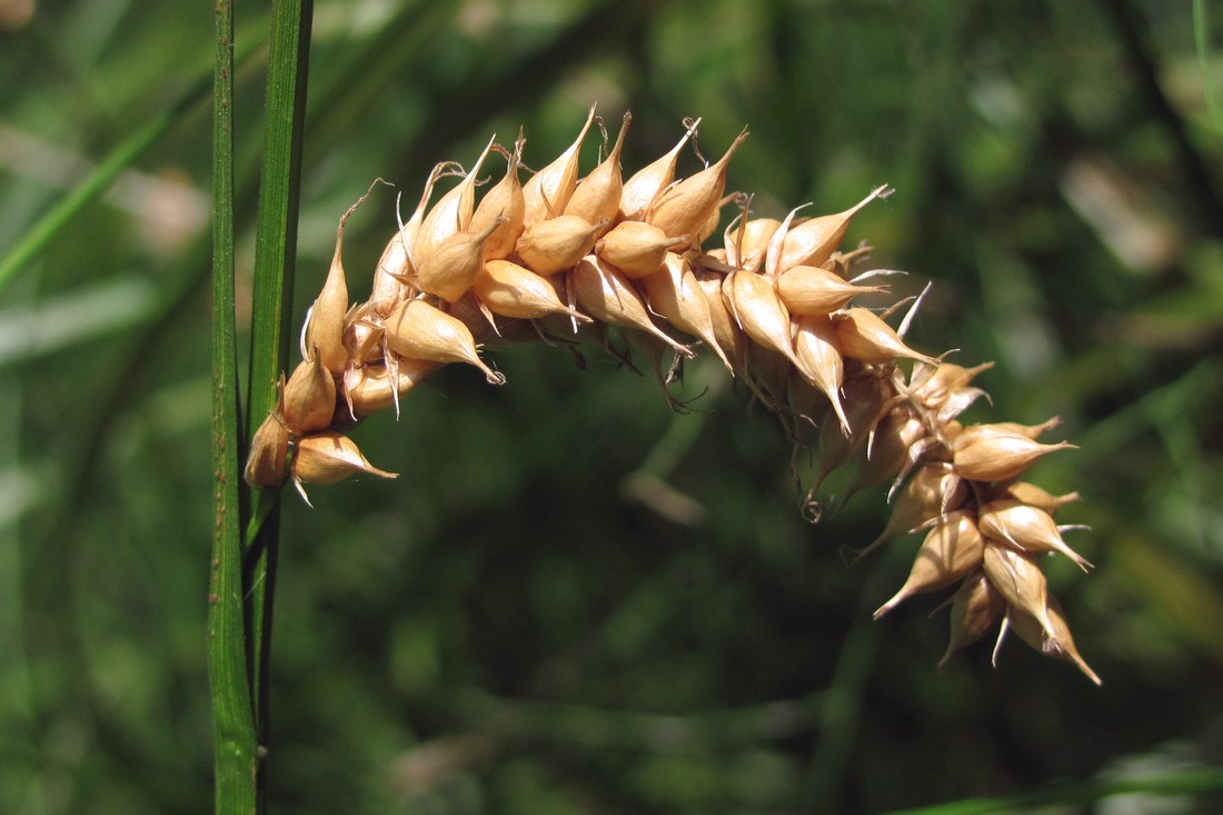 Image of Carex vesicaria specimen.