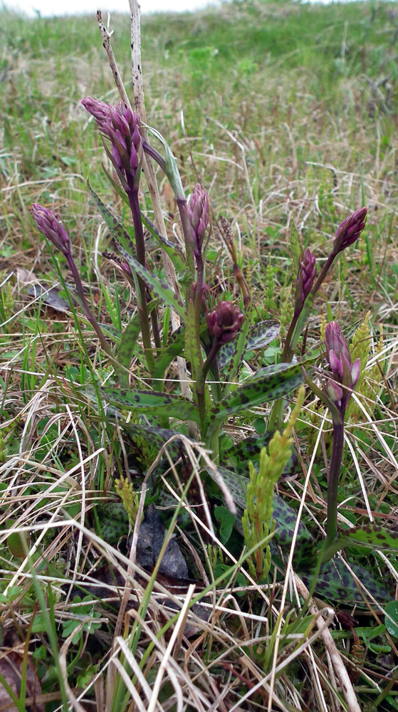 Image of Dactylorhiza psychrophila specimen.