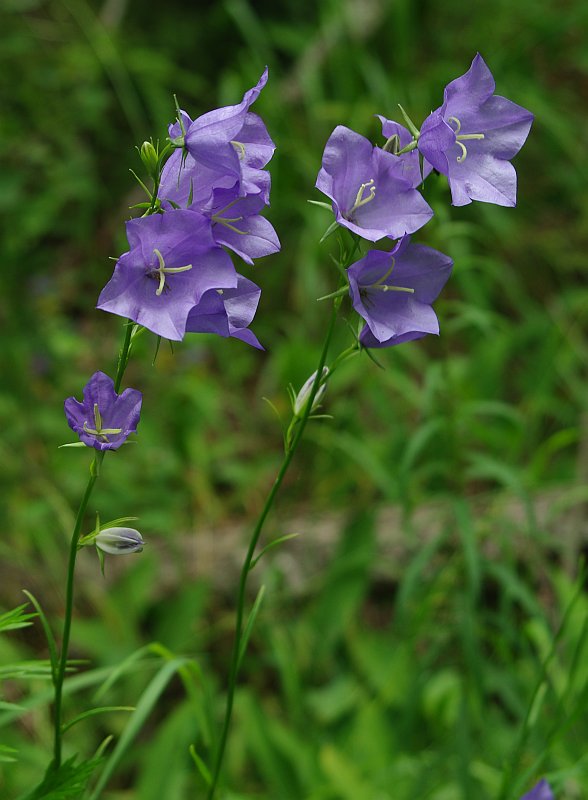 Image of Campanula persicifolia specimen.