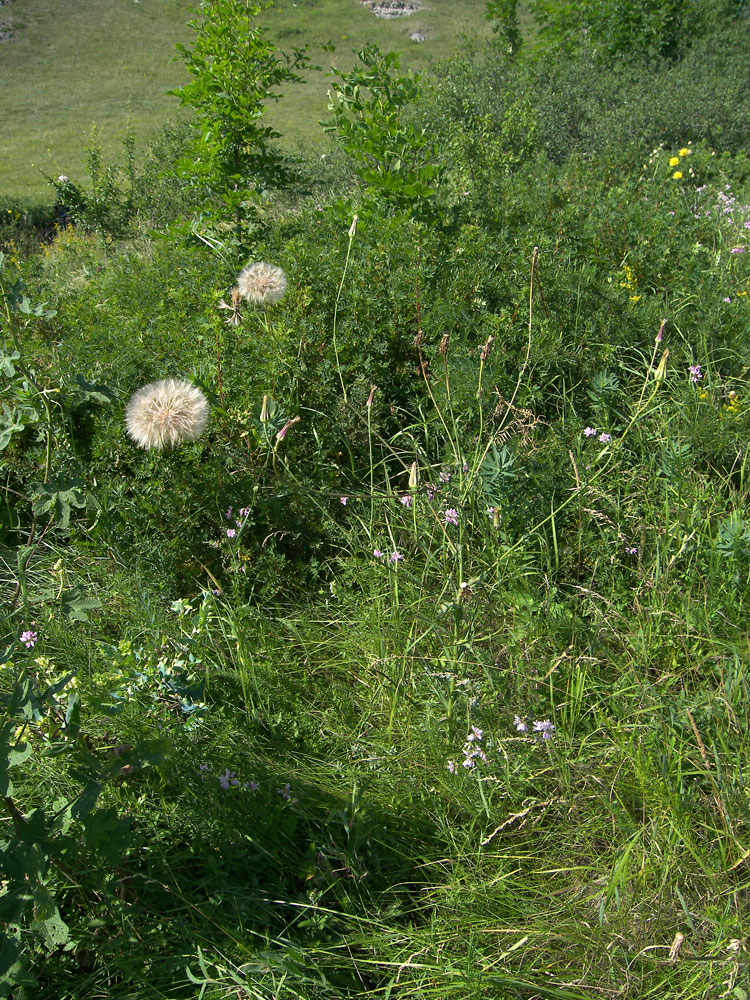 Изображение особи Tragopogon dasyrhynchus.