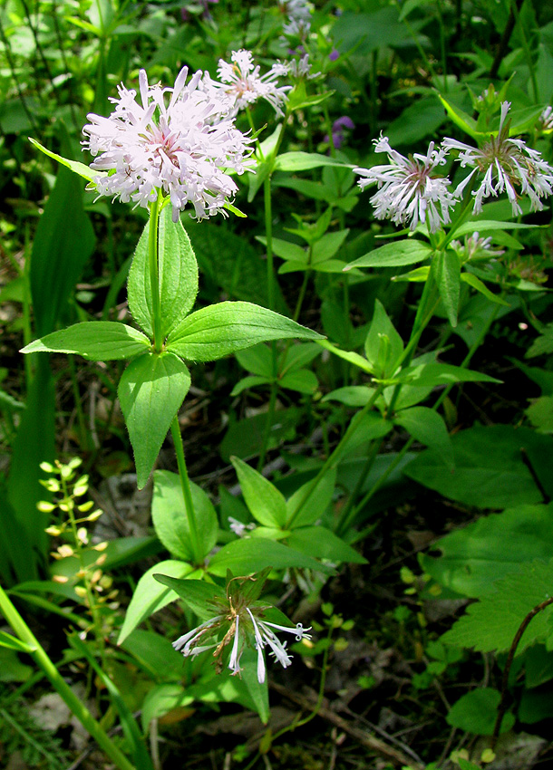 Изображение особи Asperula caucasica.