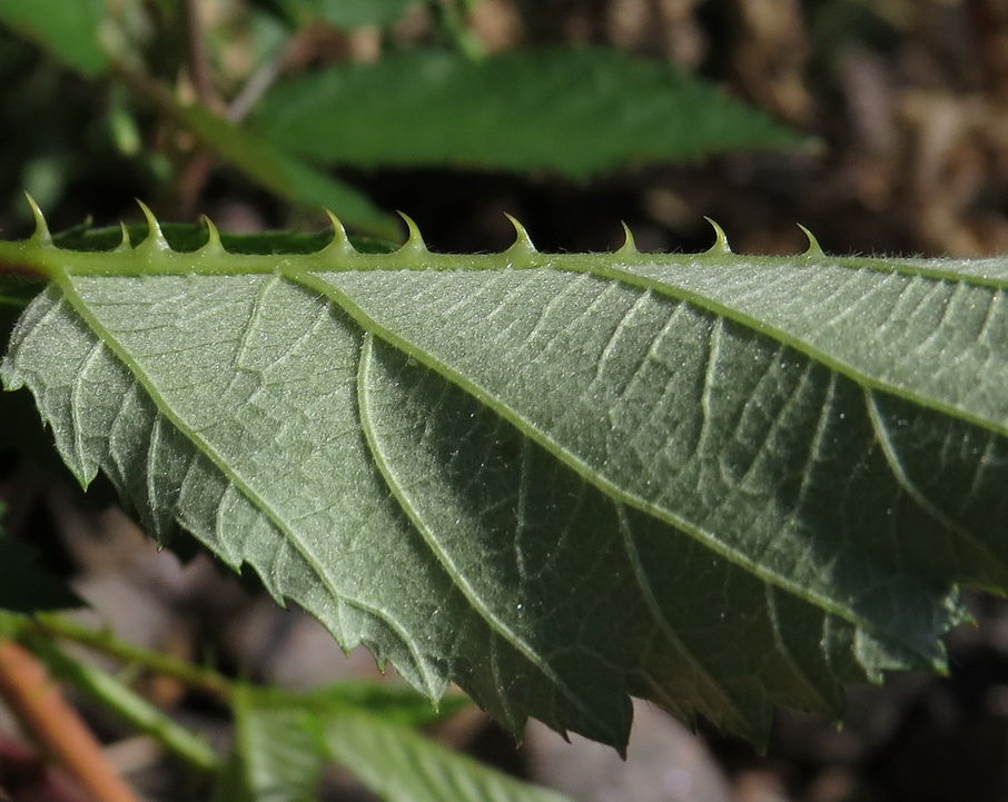 Изображение особи Rubus procerus.