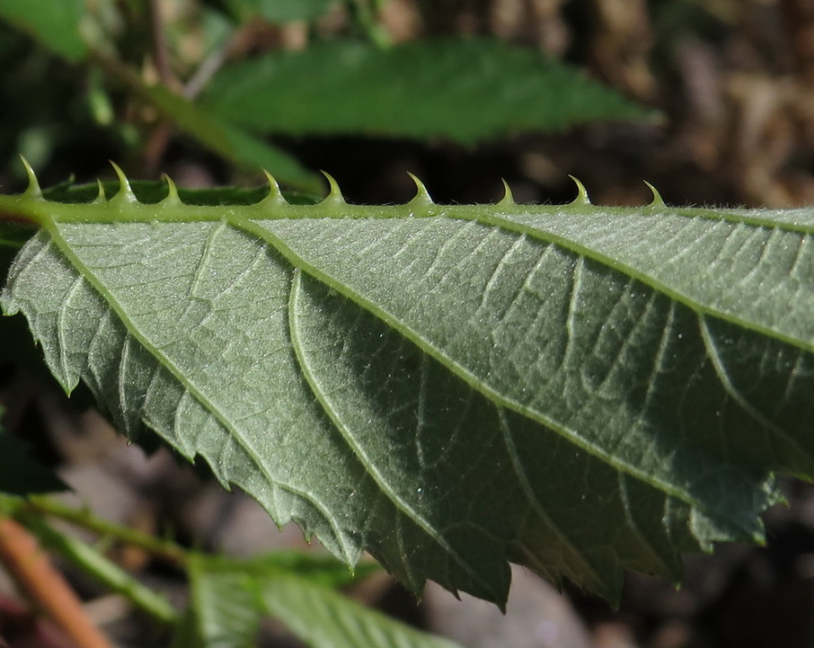 Image of Rubus procerus specimen.