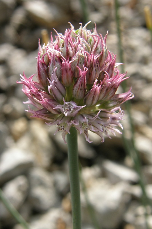 Изображение особи Allium nathaliae.