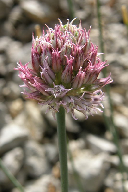 Image of Allium nathaliae specimen.