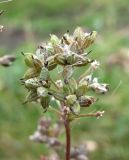 Thalictrum flavum