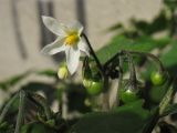 Solanum subspecies schultesii