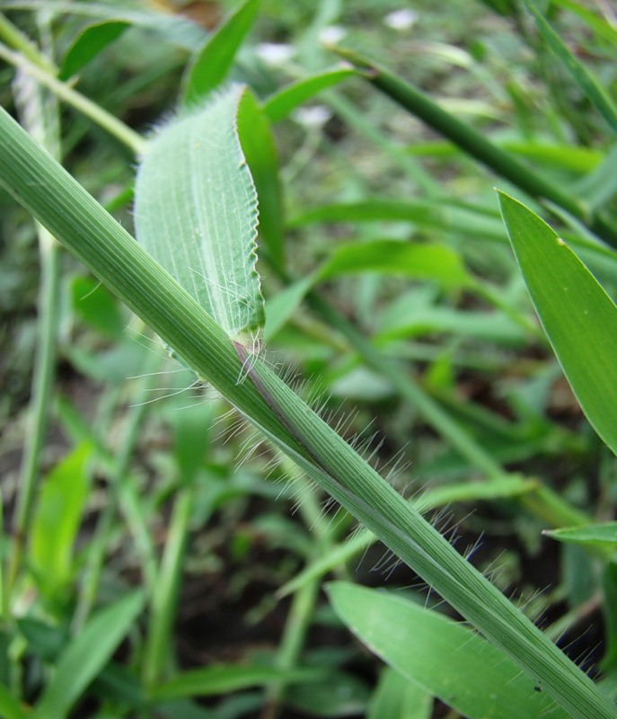 Изображение особи Digitaria sanguinalis.