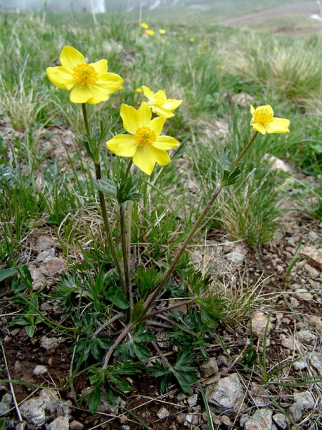 Image of Anemonastrum speciosum specimen.