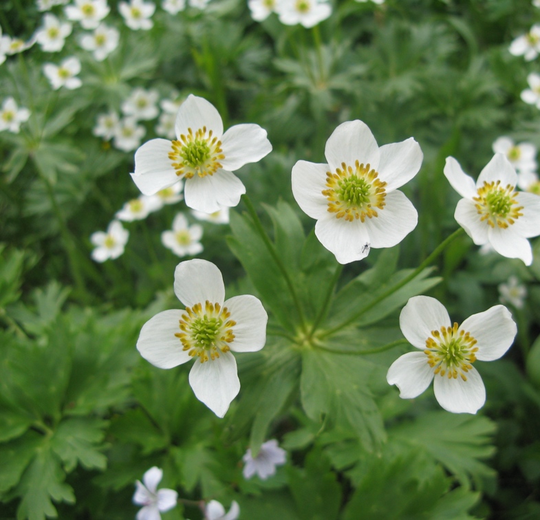 Image of Anemonastrum biarmiense specimen.