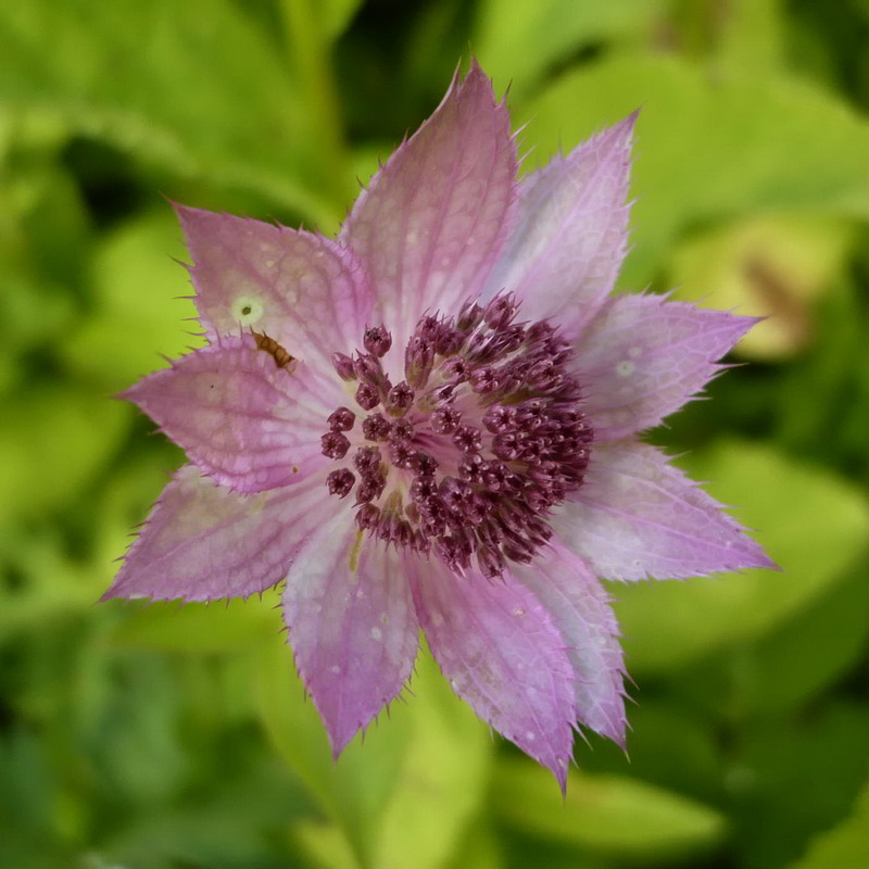 Image of Astrantia maxima specimen.