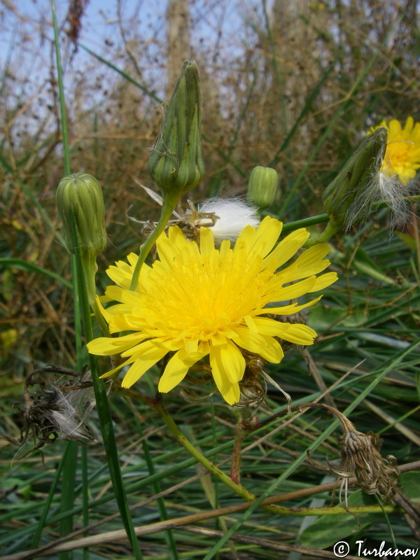 Image of Sonchus arvensis ssp. uliginosus specimen.