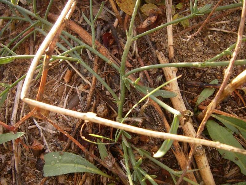 Image of Dodartia orientalis specimen.